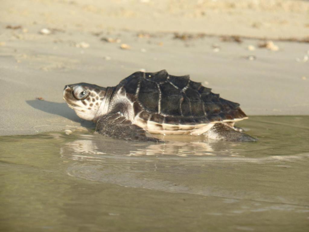 Secret Paradise Resort & Turtle Sanctuary San Vicente  Bagian luar foto