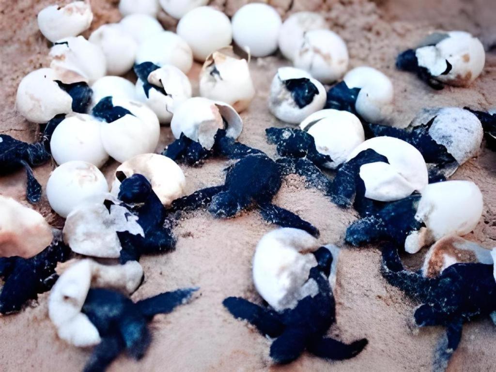 Secret Paradise Resort & Turtle Sanctuary San Vicente  Bagian luar foto